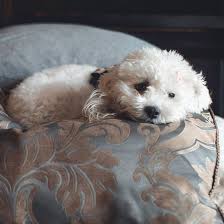 Maybe you would like to learn more about one of these? Maltipoo Puppies For Sale In Florida From Top Breeders
