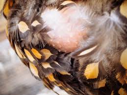 Move her from the nesting box. How To Stop A Broody Hen 4 Humane Ways That Work Garden Betty