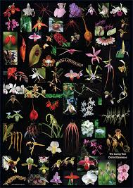 orchid essence posters meridian chakra charts living