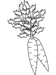 These free, printable summer coloring pages are a great activity the kids can do this summer when it. Carrot Coloring Pages Download And Print Carrot Coloring Pages