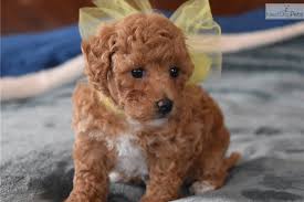 These little balls of fluff exude joy and delight! Yellow Bow Malti Poo Maltipoo Puppy For Sale Near Dallas Fort Worth Texas Fee36af2 B2a1