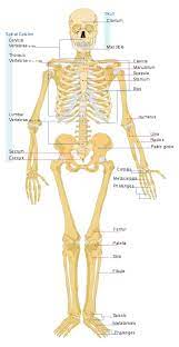 Altogether, the skeleton makes up about 20. Skeleton Human Anatomy Overview Function And Structure Biology