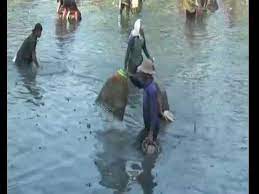 Maybe you would like to learn more about one of these? Serunya Tradisi Tangkap Ikan Massal Di Lamongan Youtube