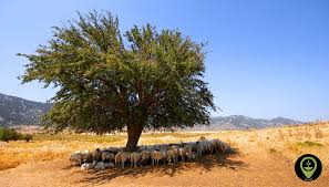 Image result for Xylia torreana