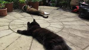 I told the partner it was to make it into a lower. 6 Cat Friendly Plants For Your Garden Cat Friendly Plants Cat Grass Cat Friendly