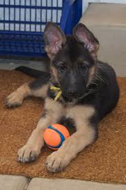 Thompsonville, taylorville, swansea, springfield, palatine, orland park, north riverside, north chicago, long grove. Vollmond Breeder Of German Shepherd Puppies Dogs For Sale Chicago Illinois