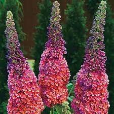 Kaleidoscope Butterfly Bush On Sale At Spring Hill Nursery Floweringbushes Flowergardening Butterfly Bush Spring Hill Nursery Flowering Shrubs