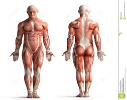 The aim of this page is to assist. Anatomical Man Quiz
