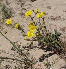 Image result for Senecio latifolius