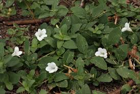 Image result for Ruellia patula