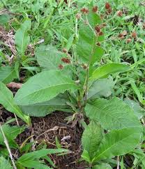 Image result for Elephantopus