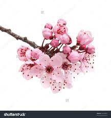 Cherry Blossom Sakura Flowers Isolated On Stock Photo 97342853 Cherry Blossom Art White Blossom Tree Flower Sketches