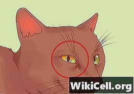 Rawat Kucing Dengan Hidung Tersumbat Tips 2021