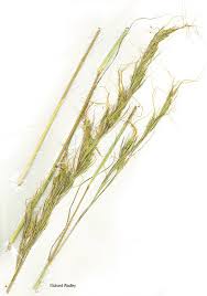 Image result for Hyperthelia dissoluta