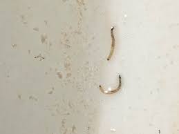 Toilet Worm With Black Head And Striped Tails 0 5 To 1 Cm I Ve Only Seen Ones Without Stripes Already Tried Google But No Luck What Is This Bug Whatsthisbug