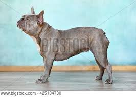 $2700 born june 12, 2020. Side View Standing Image Photo Free Trial Bigstock