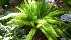 Asparagus densiflorus 'myers' (sometimes sold as a. Foxtail Fern Learn The Downside Of Planting This Variety Of Fern Dengarden
