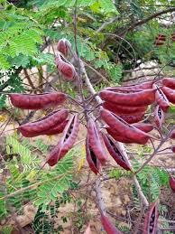 Image result for Caesalpinia decapetala