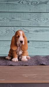 Image result for basset hound