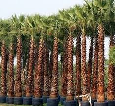 Image result for Washingtonia robusta