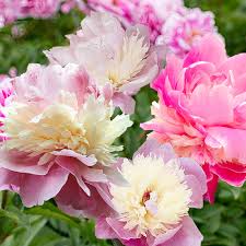 But if you want ones you can take home now and plant, look for the little green flower pot under the description. Buy Affordable Sorbet Peonies Arbor Day Foundation Buy Trees Rain Forest Friendly Coffee Greeting Cards That Plant Trees Memorials And Celebrations With Trees And More