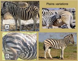 Résultat de recherche d'images pour "domesticated zebra"