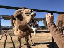 Opening hours for state farm branches in yuma, az. Yuma Az And Los Algodones Wacky Wanderers