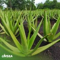 Pakaian daerah di sumatera utara (sumut) mempunyai banyak keunikan yang menarik. Jual Lidah Buaya Jumbo Murah Harga Terbaru 2021
