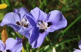 Image result for Moraea elliotii