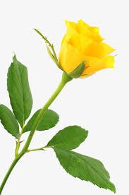 Uma Rosa Amarela Real Rosa Rosa Amarela Imagem Png E Psd Para Download Gratuito Papel De Parede Rosa Rosa Amarela Rosas Amarelas Ofertas de papel de parede das melhores marcas e com ótimos descontos é na americanas. uma rosa amarela real rosa rosa