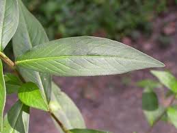 Image result for Persicaria strigosa