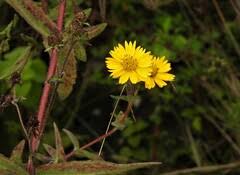 Image result for Guizotia scabra