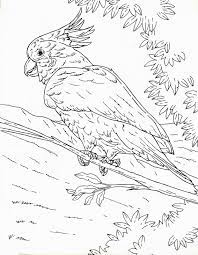 Gambar Burung Kakak Tua Untuk Mewarnai Mushola Gambar Burung Kakak Tua Jambul Kuning Gambar Burung Kakak Tua Untuk Diwarnai Gambar B Gambar Burung Warna Gambar