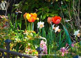 So i count on snowdrops to get a jump on the season. Spring Flowers In Boston Cherry Blossoms Boston Discovery Guide