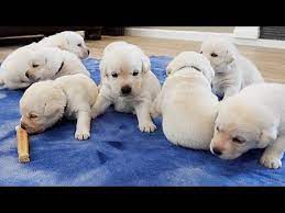Our site is continually updated with new labrador retriever pictures for people who are searching for pictures and images. White Lab Puppies Explore The Living Room Youtube