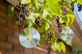 How to keep birds out of garden. Keeping Birds Out Of Your Garden East Idaho News