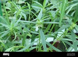 Image result for Leucas