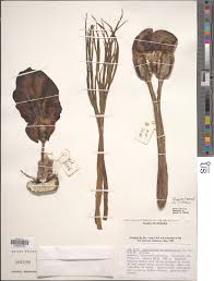 Image result for Amorphophallus abyssinicus