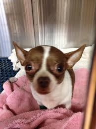 Black And White Chihuahua Puppy A Properly Socialized Chihuahua Can Deal With Himself Nicely Around Dogs Of Any Size White Chihuahua Chihuahua Puppies Chihuahua