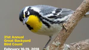 The gbbc is a joint project of the cornell lab of ornithology and the national audubon society with partner bird studies canada. Grab You Binoculars For The Great Backyard Bird Count