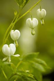 Coeurs De Marie Bleeding Heart Flower Heart Bleeding Hearts