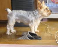 「allintext:powered by fluxbb ~ugg 銉栥兗銉?銉熴儖」的圖片搜尋結果