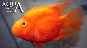 Check spelling or type a new query. Aquascaping Lab Red Blood Parrot Fish Cichlid Description Ciclide Pappagallo Descrizione Youtube