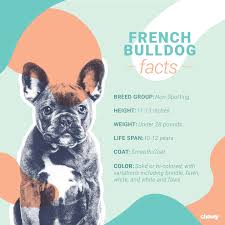 This one sounds fun doesn't it?! French Bulldog Dog Breed Facts Temperament And Care Info