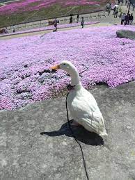 アヒル さくら duck pictures cute little animals pet ducks