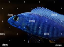 Image result for Triainolepis africana