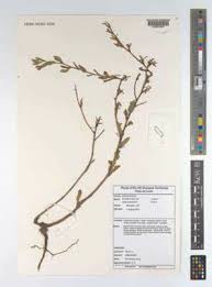 Image result for Oenothera indecora