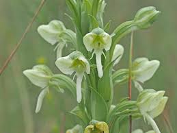 Image result for Habenaria epipactidea