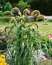 Image result for Lessertia macrostachya