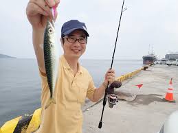 田原 港 釣果